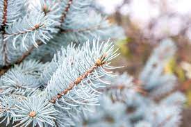 Early spring and early fall are optimal. Colorado Blue Spruce Tree Care And Growing Guide