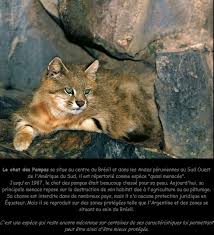 Is a packaging company based in the denver metro area. Pampas Cat Colocolo Wilde Katzen Grosse Katzen Wildkatzen
