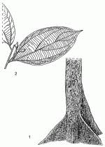 Image result for Celtis zenkeri