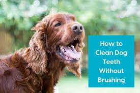 Clean at home no anesthesia. 11 Simple Ways To Clean Dog Teeth Without Brushing 2020 Update Pupford