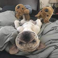 French Bulldog In Their Natural Habitat Escamillax Bulldog Puppies Bulldog French Bulldog Puppies