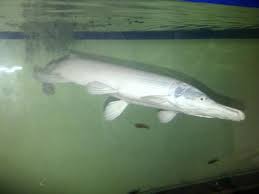 Check spelling or type a new query. Terjual Ikan Aligator Putih Kaskus