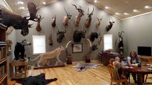 Taxidermy Pictures Hunting Taxidermy Decor Taxidermy House Furniture Design