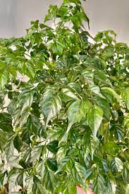 Image result for Radermachera