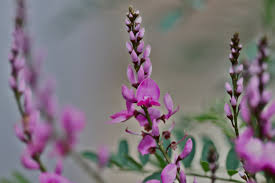 Image result for Indigofera lyallii