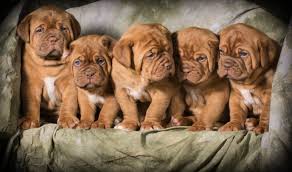 Die bordeaux dogge (dogue de bordeaux, französischer mastiff oder bx) ist, wie der name es bereits vermuten lässt, ein hunderasse aus frankreich. Bordeaux Dogge Charakter Haltung Pflege Zooplus