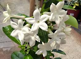 Fiori bianchi profumati a grappolo fiori profumati, l'aroma delle stagioni. Stephanotis Apocynaceae Coltivazione E Cura Della Stephanotis