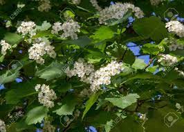 Bowlesia) expressing carrot or parsley aroma. Hawthorn Flowers A Thorny Shrub Or Tree Of The Rose Family With White Pink Or Red Blossoms And Small Dark Red Fruits Haws Stock Photo Picture And Royalty Free Image Image 75767531