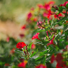 Image result for Mirabilis