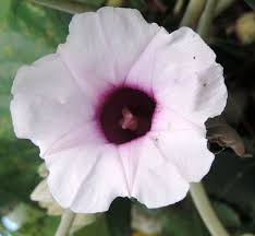 Image result for Argyreia nervosa