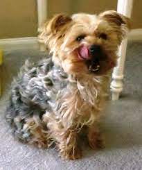 ***open for products mentioned*** when you hair is transitioning from constant heat styling to your natural waves/curls it can be very very hard to get your. Yorkie Poo Curly Hair Novocom Top