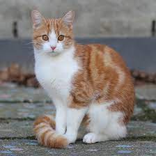 Free Stock Marmelade Kitty Ii Pretty Cats Cute Cats Beautiful Cats