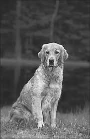 Maybe you would like to learn more about one of these? Adopting An Older Golden Retriever Dummies