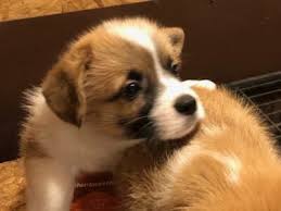 Looking for corgi puppies for sale in the nyc area? Pembroke Welsh Corgi For Sale Latest Pet Ads Buy Sell Adopt Petclassifieds Com