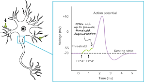 The Synapse Article Human Biology Khan Academy Biology Neurons Neuron Diagram