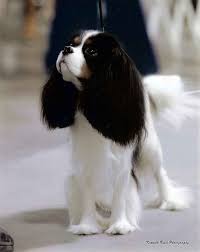 Pin On Cavalier King Charles Spaniel