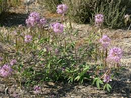 Image result for Cleome macrophylla