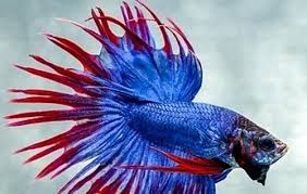 Elephant ear betta male fish. Products Services Manufacturer From Bengaluru