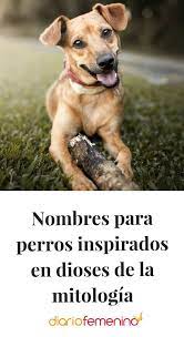 Pin En Perros