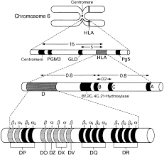 Image result for Major Histocompatibility Complex