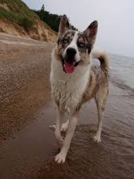 Black And White Husky Shepherd Mix Picture Of Haiku A Male Siberian Husky Australian Shepherd Dogs Australian Shepherd Pretty Dogs