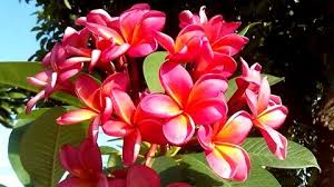 Pin On Plumeria Frangipani Flower