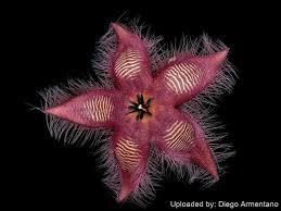 Image result for Stapelia