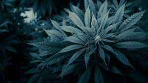Wallpaper 1920x1080 px art computer cyborg fi humor. Cannabis Wallpapers 1920x1080 Wallpaper Cave
