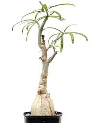 Image result for Ctenium somalense