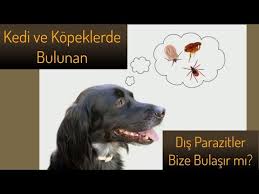Hayvanlardan Insanlara Pire Gecer Mi Hayvanlardan Insanlara Pire Bulasir Mi Youtube