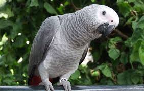 Names Birds That Start With B Grey Color Birds Google Search African Grey Parrot Parrot African Rainforest