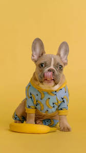  Expensive French Bulldog What Is Your Expectations About French Buldog