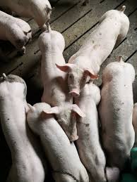 Porci de vânzare in categoria alte produse alimentare. Porci Purcei De Vanzare Expoexpres Posts Facebook