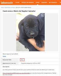 Les visites de votre compagnon à votre domicile Vente D Animaux En Ligne Un Commerce Mieux Encadre Mais Toujours Des Pratiques Illegales Actualite Ufc Que Choisir