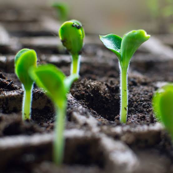 Tea Seed Meal Powder manufacturer