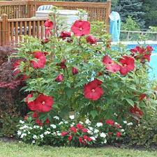 Hibiscus Lord Google Search Hardy Hibiscus Mallow Plant Hibiscus