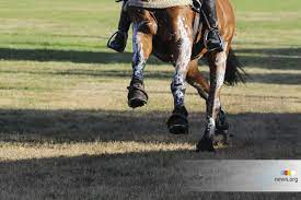 She and her teammates secured a team bronze medal representing ireland at the under 16 european. R I P 15 Year Old Tiggy Hancock Equnews International