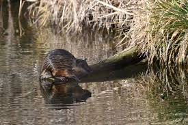 Pak cik sy jug pernah tekena jankitan kencing tikus.hampir 3 mggu kena tahan dlm wad dan dr cakap kuman dah merebak seluruh badan.muka dia kd pucat dan seluruh badan jd kekuningan.penfasanya juga jd tersekat sekat.dan badanya jd sgt lemah.puncanya pak cik pergi. Sering Dialami Korban Banjir Apa Itu Penyakit Kencing Tikus Halaman All Kompas Com