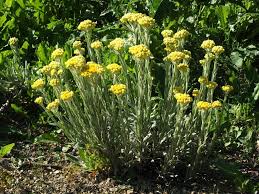 Image result for Helichrysum argyranthum
