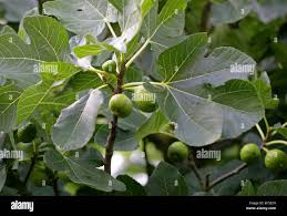 Image result for Moraceae