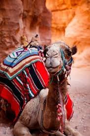 Winds blow sand all around, so a camel has long eyelashes. Alpacas Camels Llamas