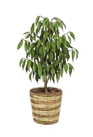 Image result for Ficus variifolia