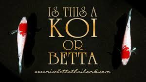 Yes a koi betta is just a marble that displays similar color and pattern to a koi fish. Is This A Koi Or Betta Fish Nice Betta Thailand Co Ltd