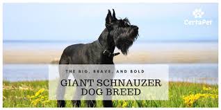 The Big Brave And Bold Giant Schnauzer Dog Breed Certapet