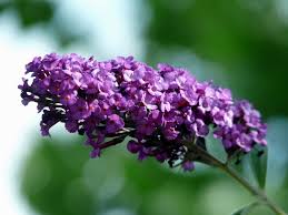 Image result for Buddleja pulchella