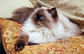 The himalayan cat is a mix of the persian and siamese cat breeds. The Himalayan Cat Cat Breeds Encyclopedia