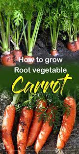 Growing Carrots In Containers How To Grow Carrots At Home Growing Carrots How To Plant Carrots Vegetables