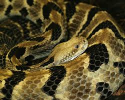 Female malayan pit vipers are the larger and fatter snakes. Pit Viper Wikipedia