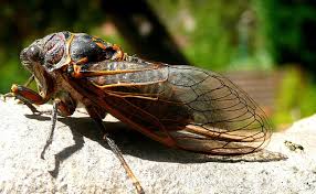 Il convient de commencer notre article combien de temps vit une mouche en apportant une petite précision car le titre générique laisse à penser que nous allons être en capacité de vous donner l'espérance de vie de toutes les mouches du. L Asticot Qui Est Ce Petit Ver Blanc Comment S En Debarrasser A La Maison