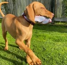 Advice from breed experts to make a safe choice. 5 Best Vizsla Breeders In California 2021 We Love Doodles